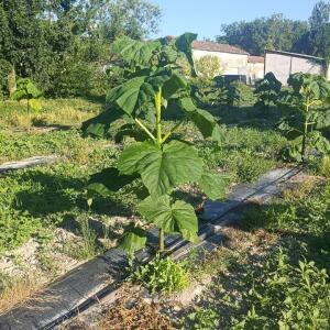 Paulownia en France - 7 September 2025
