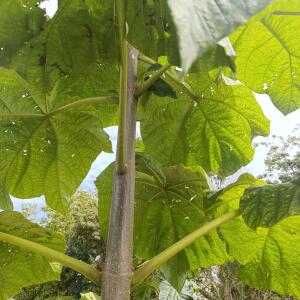 Paulownia en France - 7 September 2025