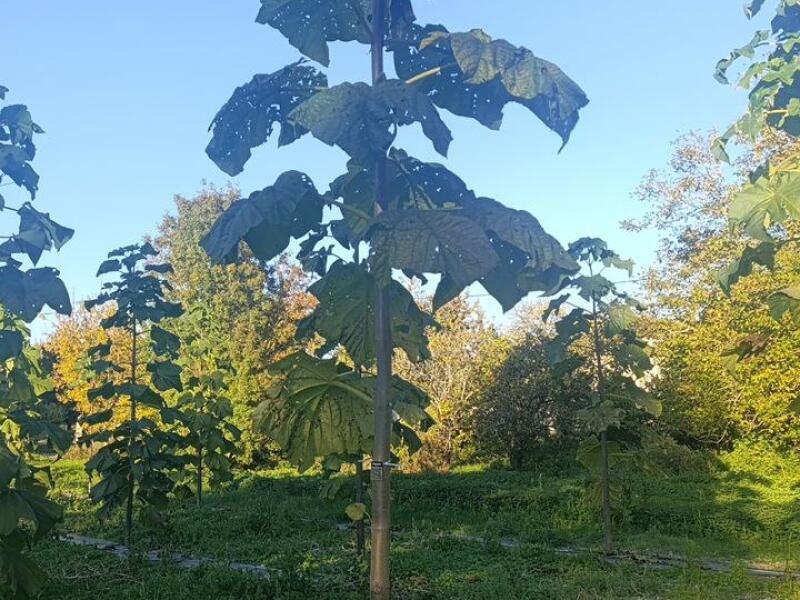 Paulownia en France