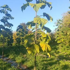 Paulownia en France - 17 October 2025