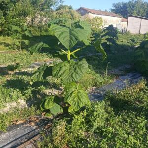 Paulownia en France - 7 September 2025