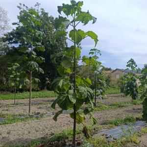 Paulownia en France - 7 September 2025