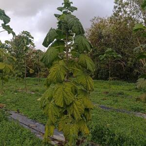 Paulownia en France - 20 October 2025