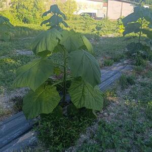 Paulownia en France - 7 September 2025