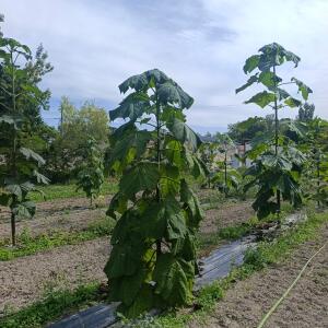Paulownia en France - 7 September 2025