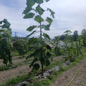 Paulownia en France - 7 September 2025