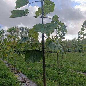 Paulownia en France - 20 October 2025