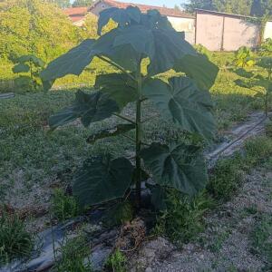 Paulownia en France - 7 September 2025