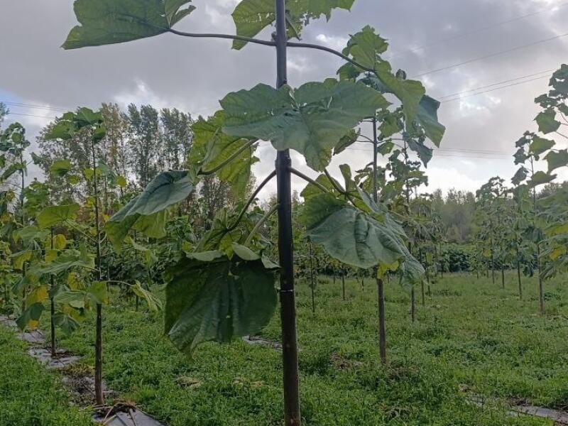 Paulownia en France