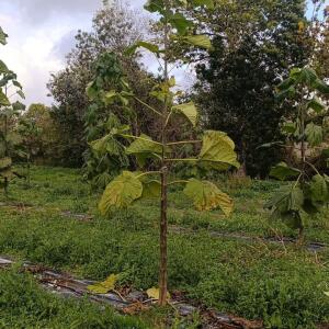 Paulownia en France - 20 October 2025
