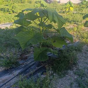 Paulownia en France - 7 September 2025