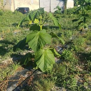 Paulownia en France - 7 September 2025