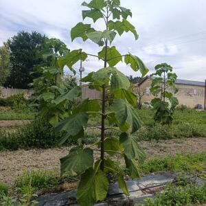 Paulownia en France - 7 September 2025