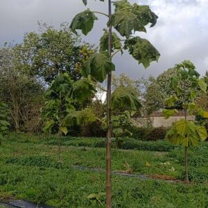 Paulownia en France - 20 October 2025