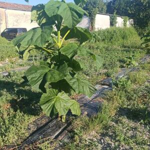 Paulownia en France - 7 September 2025