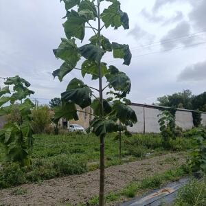 Paulownia en France - 7 September 2025