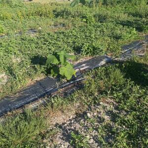 Paulownia en France - 7 September 2025