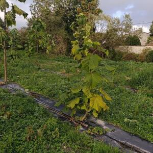 Paulownia en France - 20 October 2025