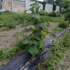Paulownia en France - 7 September 2025