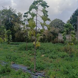 Paulownia en France - 20 October 2025