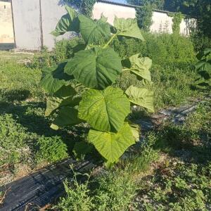 Paulownia en France - 7 September 2025