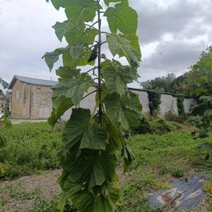 Paulownia en France - 7 September 2025