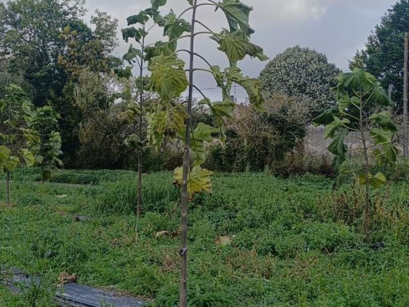 Paulownia en France