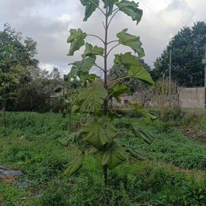 Paulownia en France - 20 October 2025