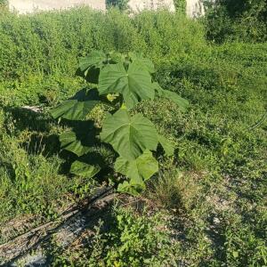 Paulownia en France - 7 September 2025