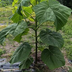 Paulownia en France - 30 August 2025