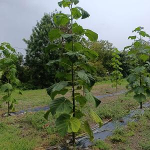 Paulownia en France - 30 August 2025