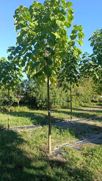 Tree #1327