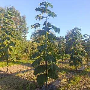 Paulownia en France - 17 September 2025