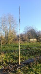 Paulownia en France - 4 January 2026