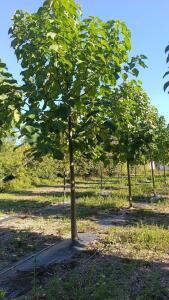 Paulownia en France