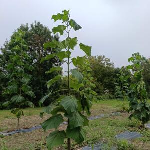 Paulownia en France - 30 August 2025