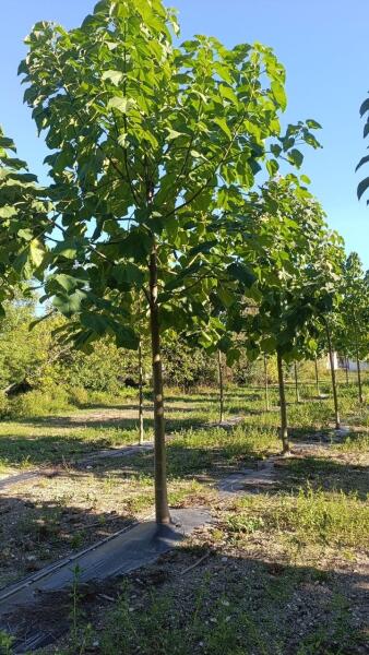 Tree #1328