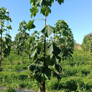 Paulownia en France - 17 October 2025