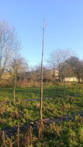 Paulownia en France - 4 January 2026