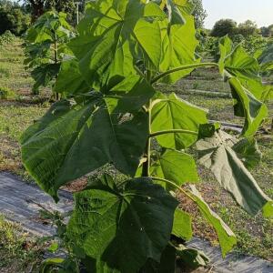 Paulownia en France - 30 August 2025