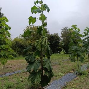 Paulownia en France - 30 August 2025