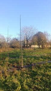 Paulownia en France
