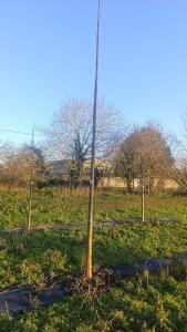 Paulownia en France - 4 January 2026