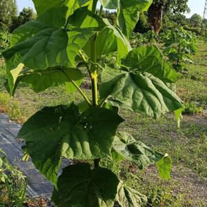 Paulownia en France - 4 September 2025