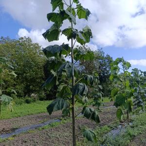Paulownia en France - 4 September 2025