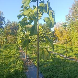 Paulownia en France - 17 October 2025