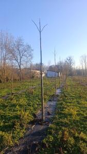 Paulownia en France - 4 January 2026