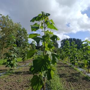 Paulownia en France - 4 September 2025