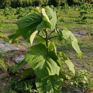 Paulownia en France - 4 September 2025