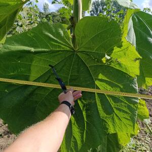 Paulownia en France - 4 September 2025